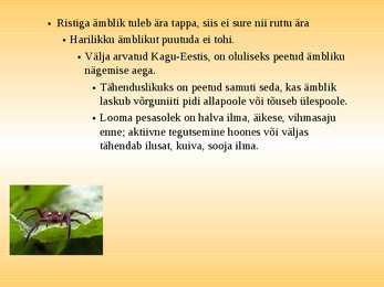 Esitlus-Ämblikud #8