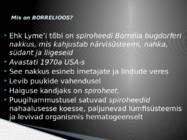Borrelioos #2
