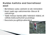 Borrelioos #8