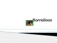 Borrelioos
