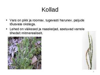 Sõnajalgtaimed #4