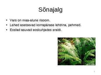 Sõnajalgtaimed #5