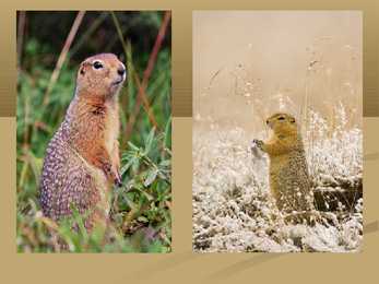 Arctic Ground Squirrel #4