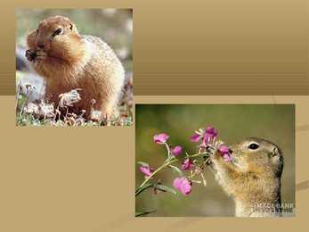 Arctic Ground Squirrel #6