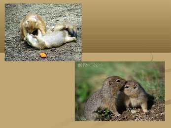 Arctic Ground Squirrel #8