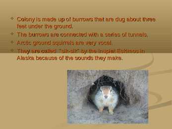 Arctic Ground Squirrel #10
