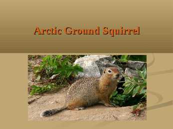 Arctic Ground Squirrel