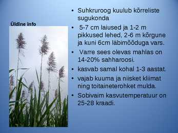 Powerpoint ettekanne Suhkruroog #2