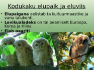 Kodukakk #3