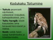 Kodukakk #4