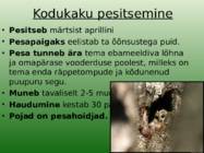 Kodukakk #5