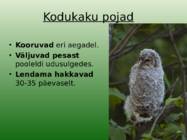 Kodukakk #6