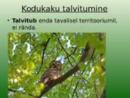 Kodukakk #7
