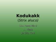 Kodukakk