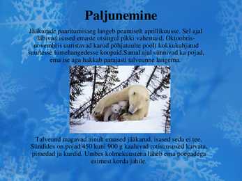 Jääkaru #7