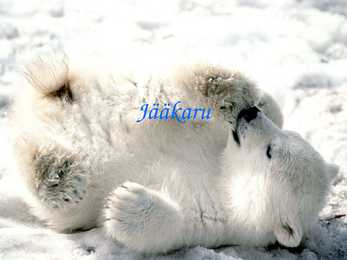 Jääkaru