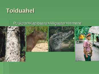 Amazonase vihmametsad-powerpoint #6