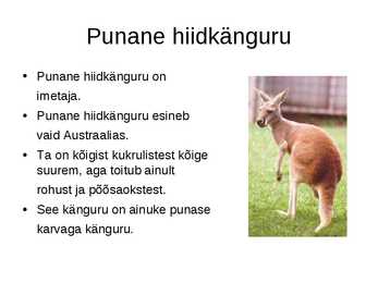 Känguru #3