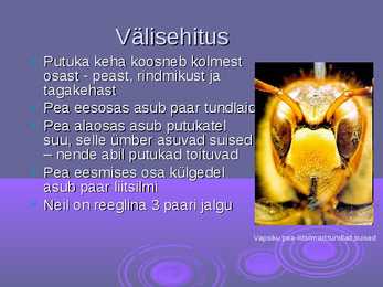 Putukate üldine kirjeldus #4