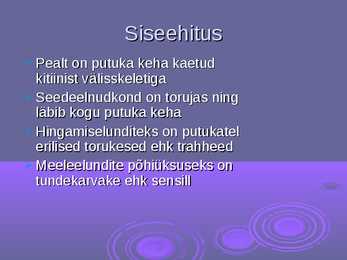 Putukate üldine kirjeldus #5