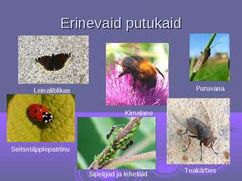 Putukate üldine kirjeldus #7