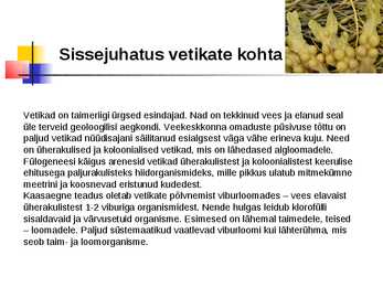 Vetikad Kaugidas esitlus #2