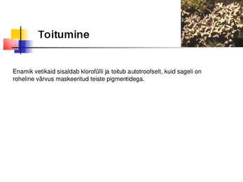 Vetikad Kaugidas esitlus #3