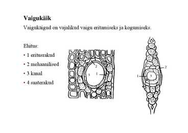 Nimetu #31