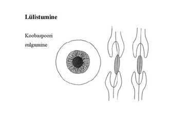 Nimetu #33
