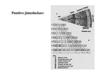 Nimetu #5
