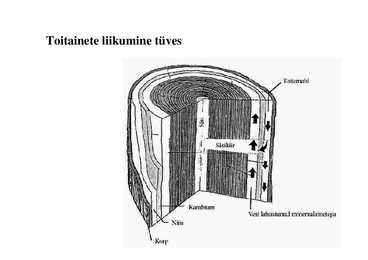 Nimetu #6