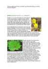 Umbrohud #5