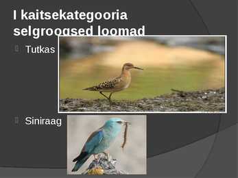 Looduskaitse #13