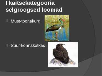 Looduskaitse #10