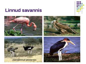 Savann #11