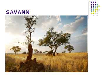 Savann #15