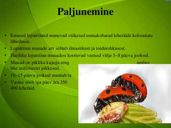 Lepatriinu #4
