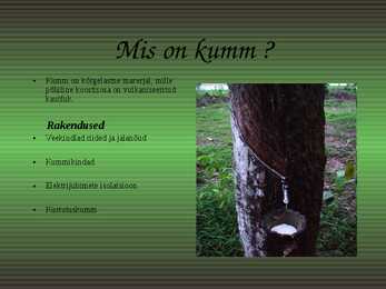 Kautšukipuu ehk kummipuu-presentatsioon #3