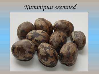 Kautšukipuu ehk kummipuu-presentatsioon #4