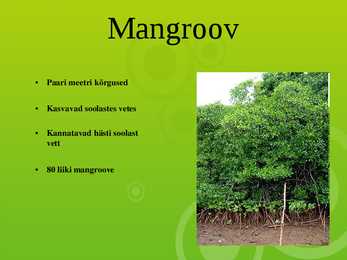 Mangroov-presentatsioon #2