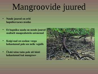 Mangroov-presentatsioon #4