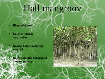 Mangroov-presentatsioon #6
