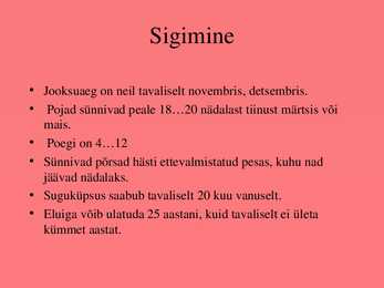 Metssiga-presentatsioon #6
