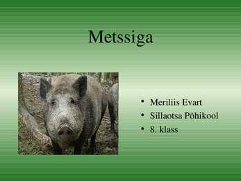 Metssiga-presentatsioon