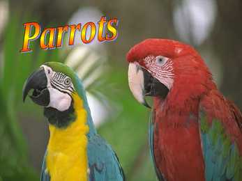 Animals #12