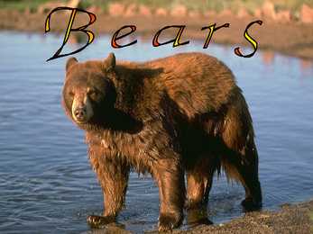 Animals #6