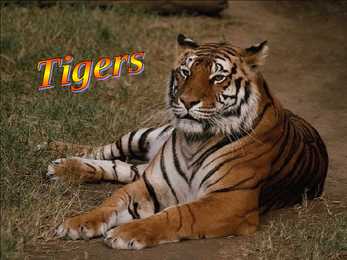 Animals #8