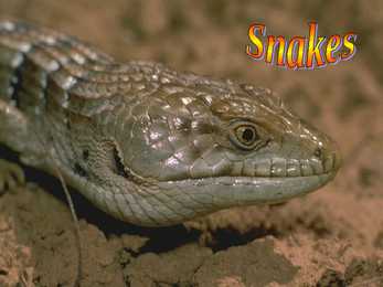 Animals #10