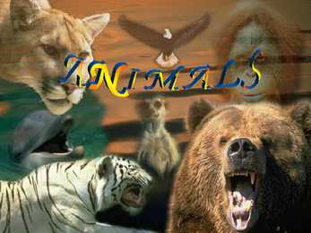 Animals