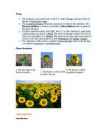 Sunflower #4